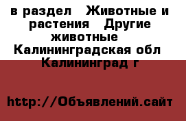  в раздел : Животные и растения » Другие животные . Калининградская обл.,Калининград г.
